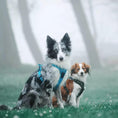 Load image into Gallery viewer, Truelove Adjustable No-Pull Dog Harness Reflective Pup Vest Harnesses Comfortable Control Brilliant Colors Tlh5651(Blue,Xs)

